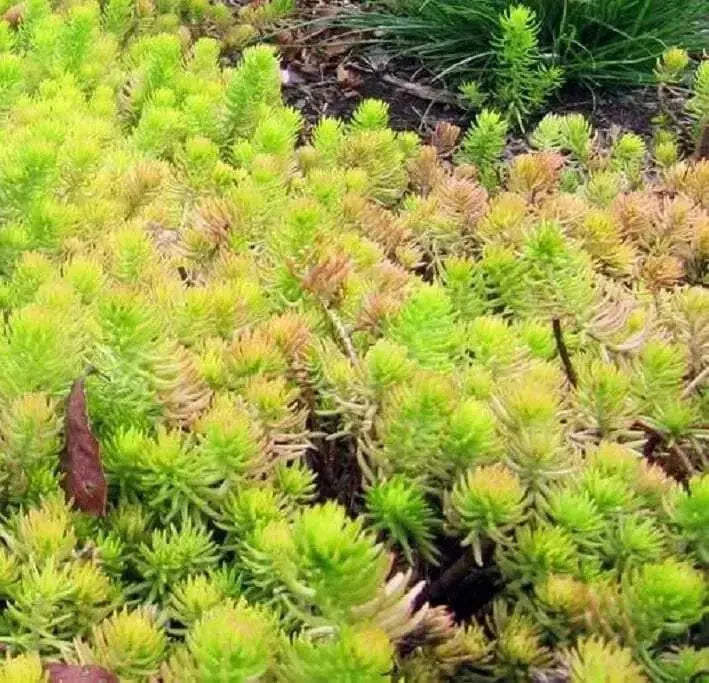 Sedum rupestre Seeds, mat-forming succulent stonecrop - Caribbean garden seed