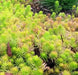 Sedum rupestre Seeds, mat-forming succulent stonecrop - Caribbean garden seed