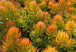 Sedum rupestre Seeds, mat-forming succulent stonecrop - Caribbean garden seed