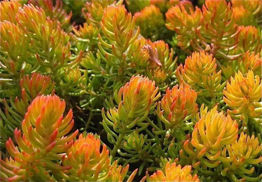 Sedum rupestre Seeds, mat-forming succulent stonecrop - Caribbean garden seed