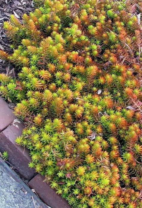 Sedum rupestre Seeds, mat-forming succulent stonecrop - Caribbean garden seed