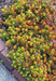 Sedum rupestre Seeds, mat-forming succulent stonecrop - Caribbean garden seed
