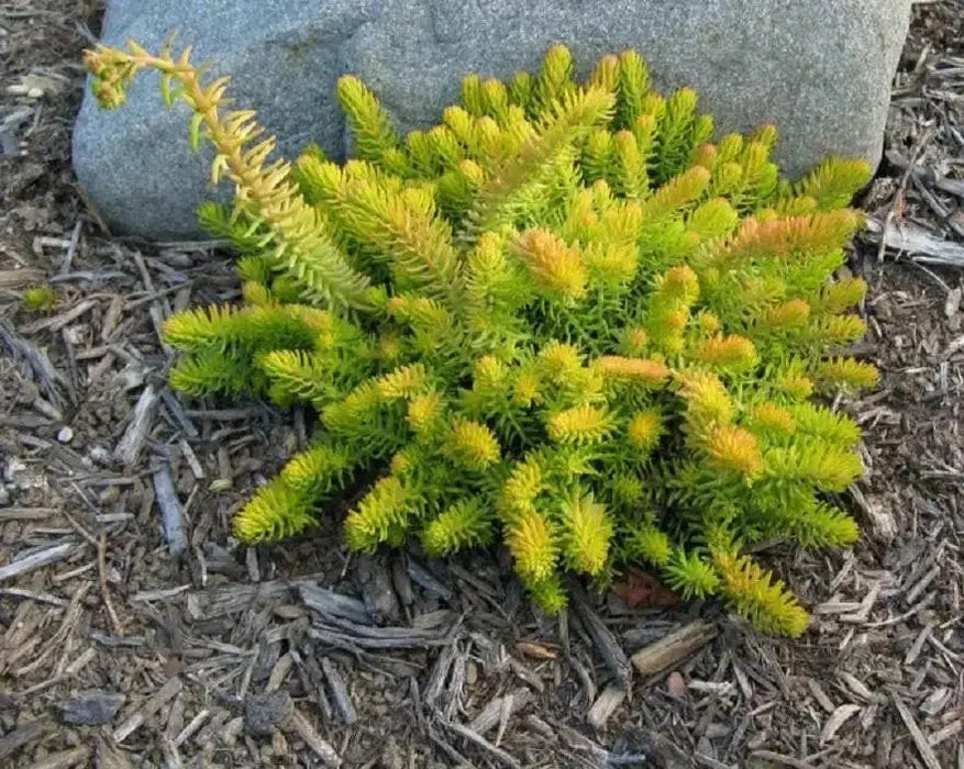 Sedum rupestre Seeds, mat-forming succulent stonecrop - Caribbean garden seed