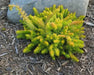 Sedum rupestre Seeds, mat-forming succulent stonecrop - Caribbean garden seed