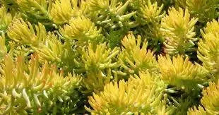 Sedum rupestre Seeds, mat-forming succulent stonecrop - Caribbean garden seed