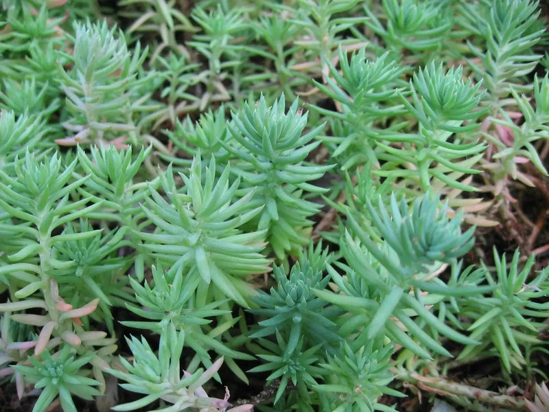 Sedum rupestre Seeds, mat-forming succulent stonecrop - Caribbean garden seed