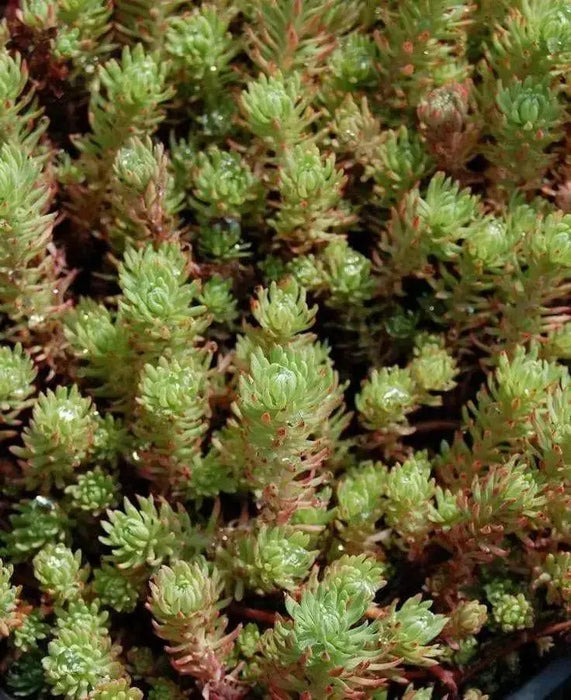 Sedum rupestre Seeds, mat-forming succulent stonecrop - Caribbean garden seed