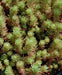 Sedum rupestre Seeds, mat-forming succulent stonecrop - Caribbean garden seed