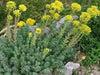 Sedum rupestre Seeds, mat-forming succulent stonecrop - Caribbean garden seed