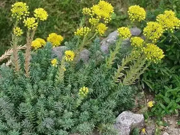 Sedum rupestre Seeds, mat-forming succulent stonecrop - Caribbean garden seed