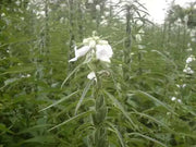 Sesame Seed - (Benne) - Caribbean garden seed