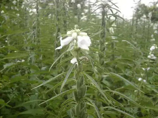 Sesame Seed - (Benne) - Caribbean garden seed