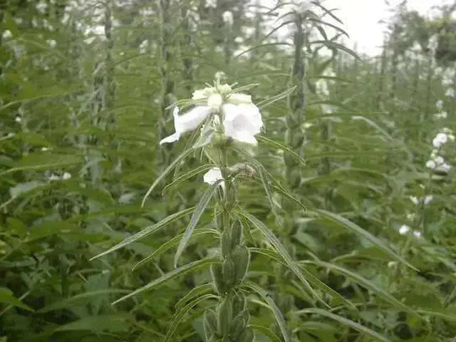 Sesame Seed - (Benne) - Caribbean garden seed