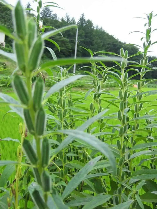 Sesame Seed - (Benne) - Caribbean garden seed