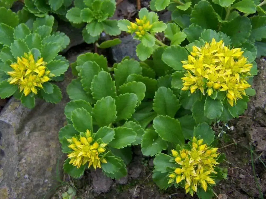 Sedum kamtschaticum  Seeds, (Russian Stonecrop ) succulent groundcover,Perennial - Caribbean garden seed