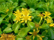 Sedum kamtschaticum  Seeds, (Russian Stonecrop ) succulent groundcover,Perennial - Caribbean garden seed