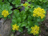 Sedum kamtschaticum  Seeds, (Russian Stonecrop ) succulent groundcover,Perennial - Caribbean garden seed