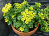 Sedum kamtschaticum  Seeds, (Russian Stonecrop ) succulent groundcover,Perennial - Caribbean garden seed