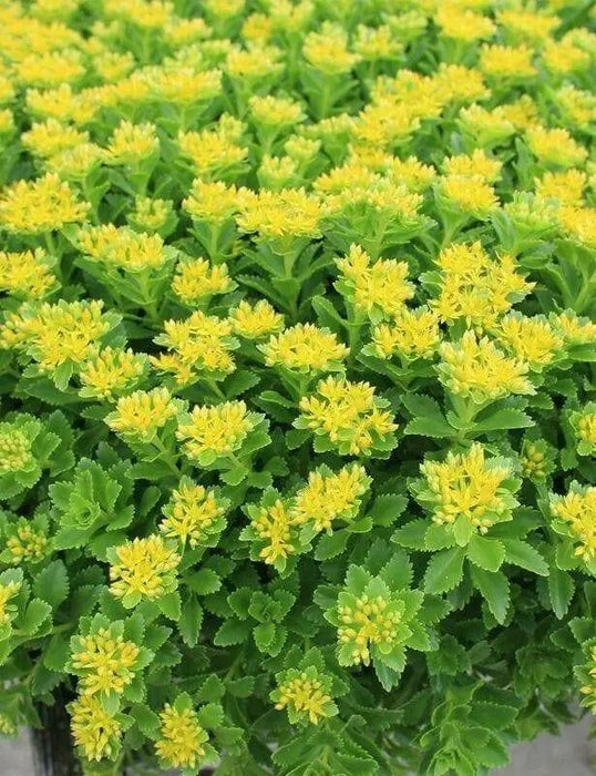 Sedum kamtschaticum  Seeds, (Russian Stonecrop ) succulent groundcover,Perennial - Caribbean garden seed