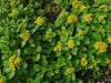 Sedum kamtschaticum  Seeds, (Russian Stonecrop ) succulent groundcover,Perennial - Caribbean garden seed