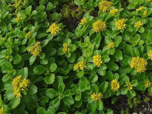 Sedum kamtschaticum  Seeds, (Russian Stonecrop ) succulent groundcover,Perennial - Caribbean garden seed