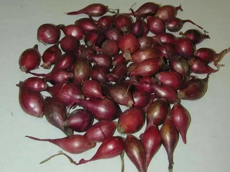 Shallot Sets, HEIRLOOM VEGETABLE - Caribbean garden seed