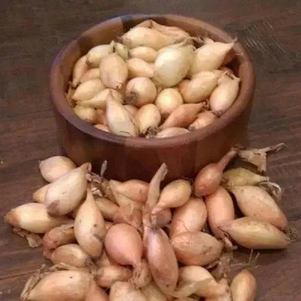 Shallot Sets, HEIRLOOM VEGETABLE - Caribbean garden seed