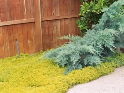 Sedum  Seeds- "Gold Moss"  mat-forming succulent Stonecrop - Caribbean garden seed