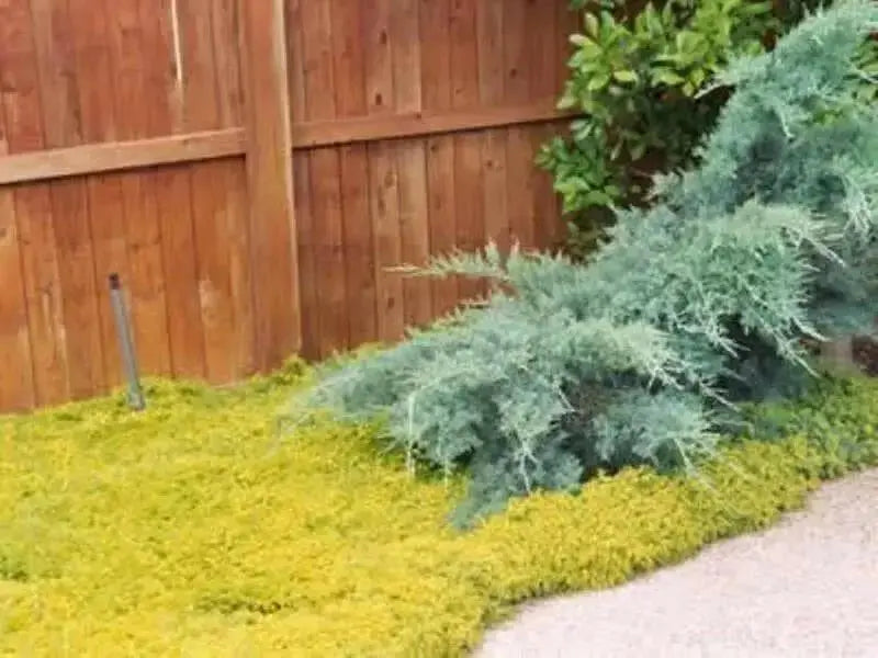 Sedum  Seeds- "Gold Moss"  mat-forming succulent Stonecrop - Caribbean garden seed