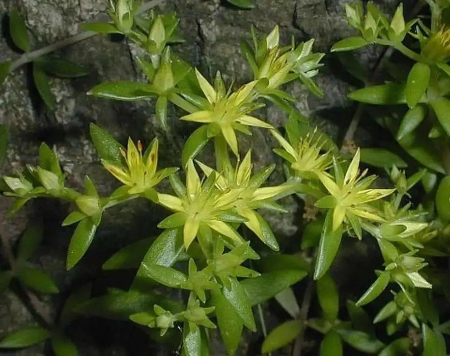 Sedum  Seeds- "Gold Moss"  mat-forming succulent Stonecrop - Caribbean garden seed