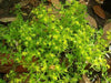 Sedum  Seeds- "Gold Moss"  mat-forming succulent Stonecrop - Caribbean garden seed
