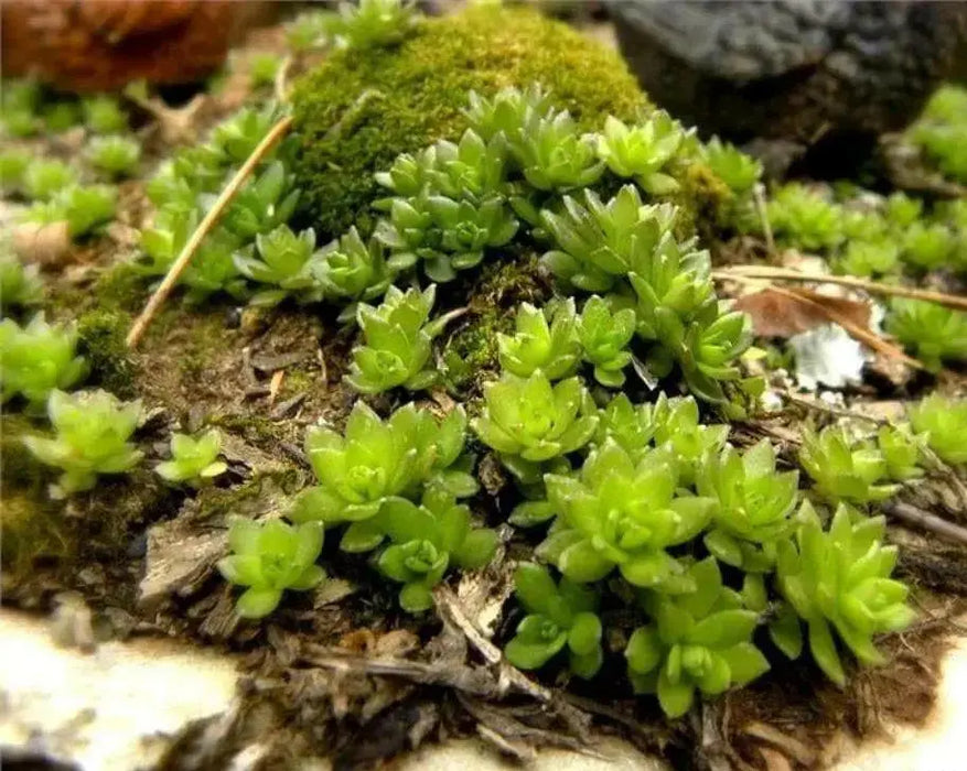 Sedum  Seeds- "Gold Moss"  mat-forming succulent Stonecrop - Caribbean garden seed