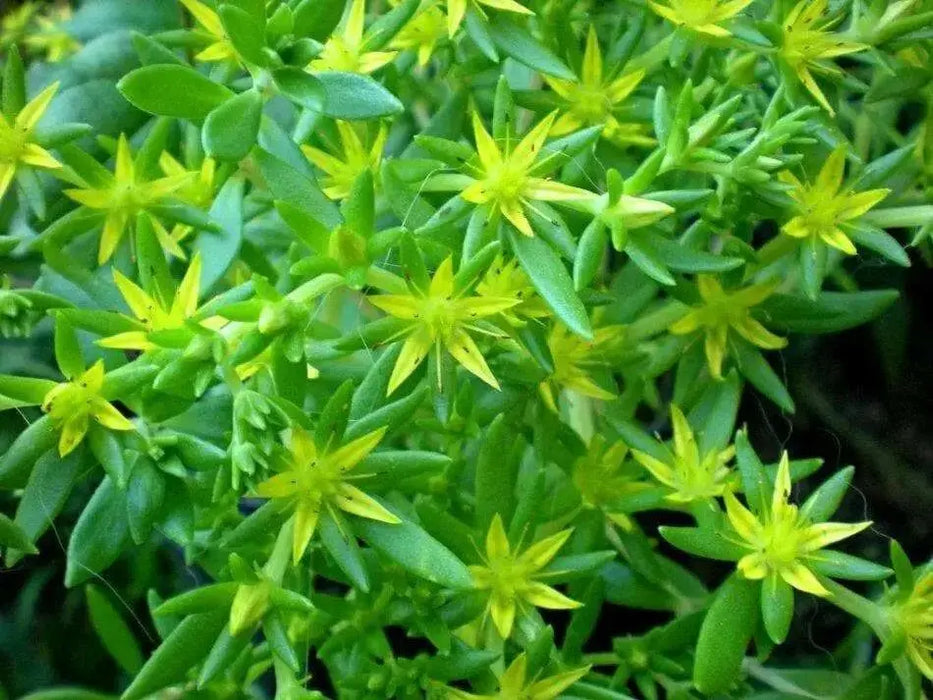 Sedum  Seeds- "Gold Moss"  mat-forming succulent Stonecrop - Caribbean garden seed