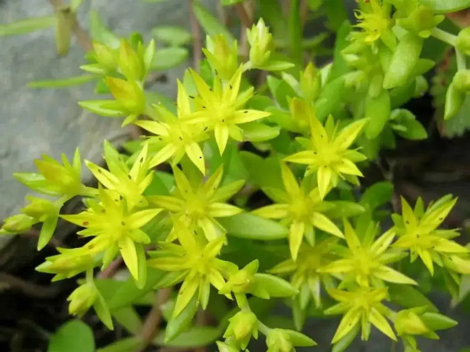 Sedum  Seeds- "Gold Moss"  mat-forming succulent Stonecrop - Caribbean garden seed