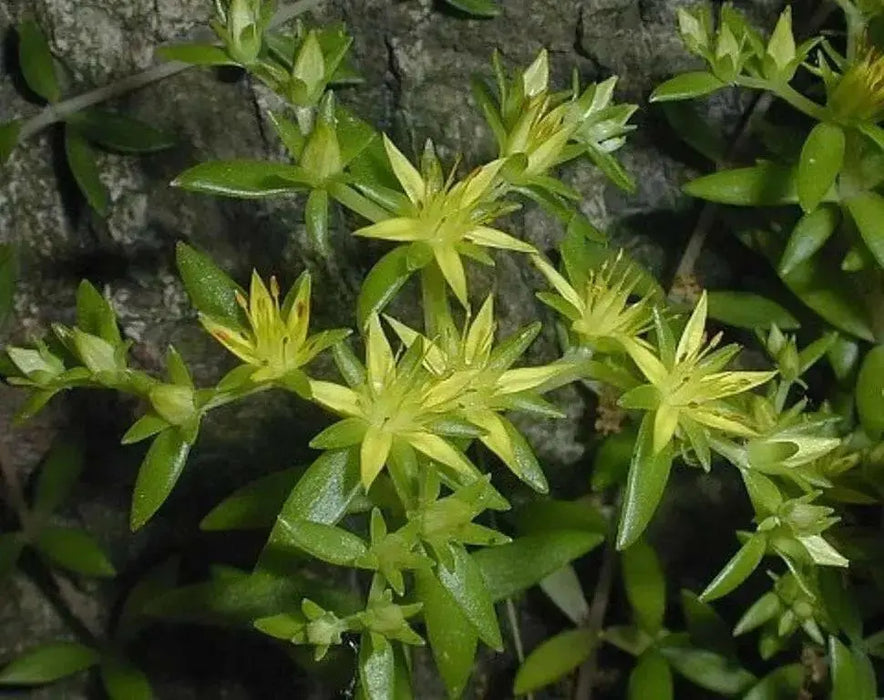 Sedum  Seeds- "Gold Moss"  mat-forming succulent Stonecrop - Caribbean garden seed