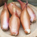 Shallot SETs  Zebrune- Heirloom shallot from France - Caribbean garden seed