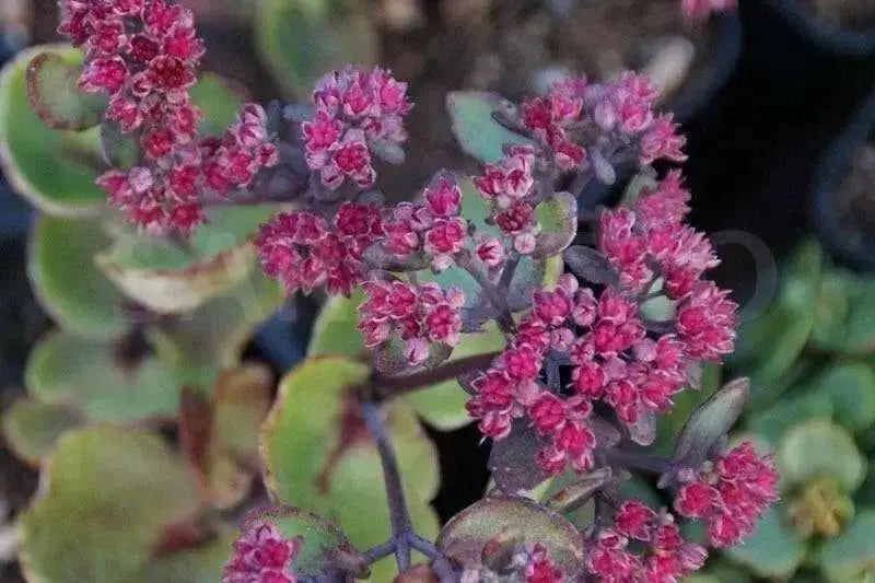 SEDUM ussuriense ,Pink Beacon, Drought Resistant ,Stonecrop - Caribbean garden seed