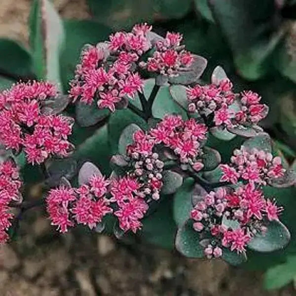 SEDUM ussuriense ,Pink Beacon, Drought Resistant ,Stonecrop - Caribbean garden seed