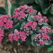 SEDUM ussuriense ,Pink Beacon, Drought Resistant ,Stonecrop - Caribbean garden seed