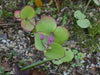 SEDUM ussuriense ,Pink Beacon, Drought Resistant ,Stonecrop - Caribbean garden seed