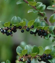 Serviceberry, LIVE PLANT ,Amelanchier alnifolia - Caribbean garden seed
