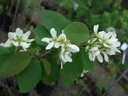 Serviceberry, LIVE PLANT ,Amelanchier alnifolia - Caribbean garden seed