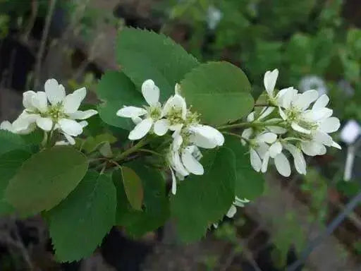 Serviceberry, LIVE PLANT ,Amelanchier alnifolia - Caribbean garden seed