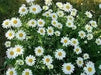 Shasta Daisy Alaska, Seeds ,Perennial Flowers - Caribbean garden seed