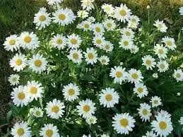 Shasta Daisy Alaska, Seeds ,Perennial Flowers - Caribbean garden seed