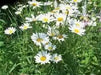 Shasta Daisy Alaska, Seeds ,Perennial Flowers - Caribbean garden seed