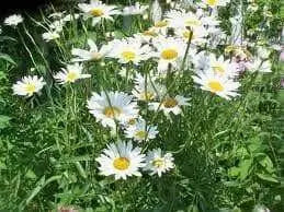 Shasta Daisy Alaska, Seeds ,Perennial Flowers - Caribbean garden seed