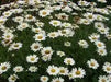 Shasta Daisy Alaska, Seeds ,Perennial Flowers - Caribbean garden seed