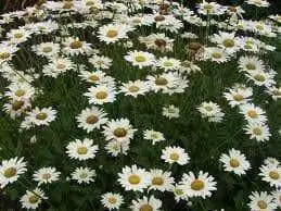Shasta Daisy Alaska, Seeds ,Perennial Flowers - Caribbean garden seed