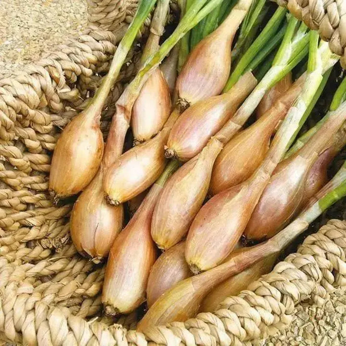 Shallot Seeds "Zebrune" -ANNUAL VEGETABLE - Caribbean garden seed